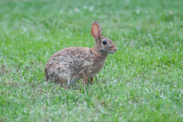 Conejo salvaje en el patio verde del prado
 - Foto, Imagen