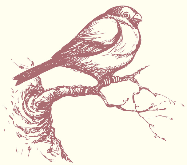 Vector drawing of a series of "Birds". Bullfinch - Vector, afbeelding