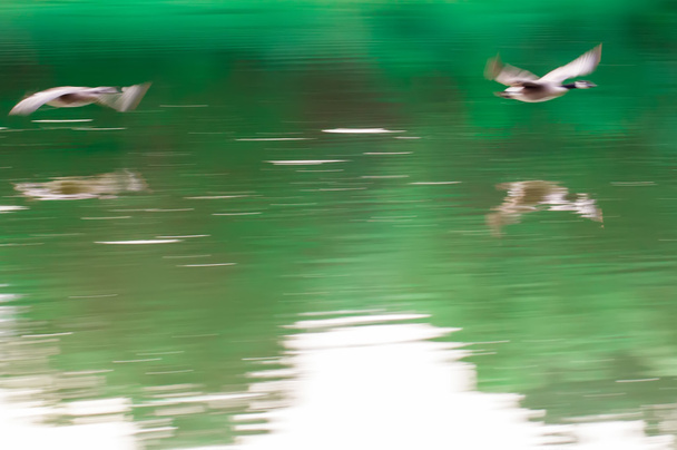 abstract geese flying overk water of lake - Photo, Image