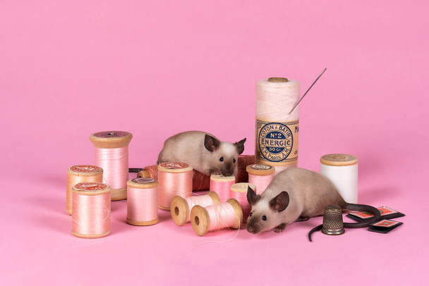 Dwie syjamskie myszy domowe w różowej, martwej naturze z pasmanterią i igłami - Zdjęcie, obraz