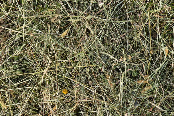Сено как фон - сушеная трава как пища для животных, сельское хозяйство - Фото, изображение