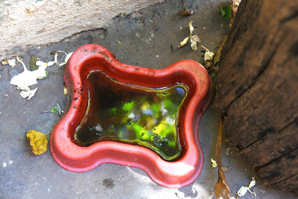 abandoned plastic bowl, vase with stagnant water inside. potential breeding ground for mosquitoes and larvae. proliferation of Aedes aegypti mosquitoes, dengue, chikungunya, zika virus. - Φωτογραφία, εικόνα
