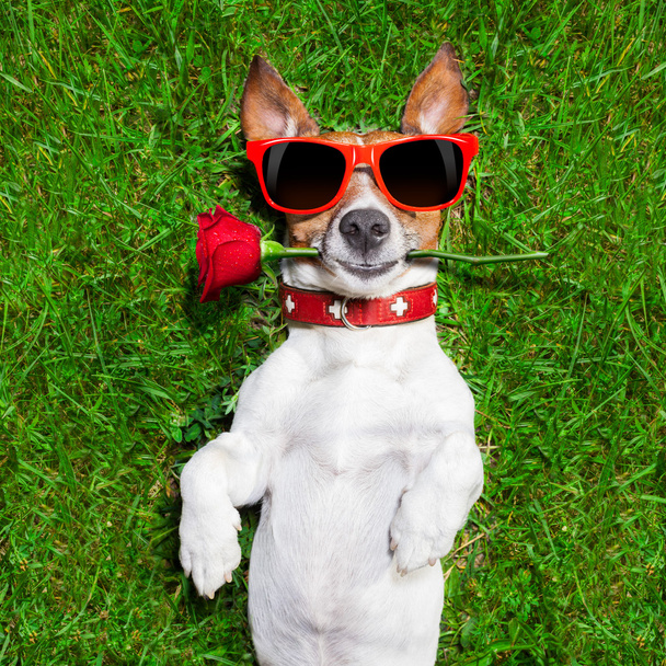 valentines dog - Fotoğraf, Görsel