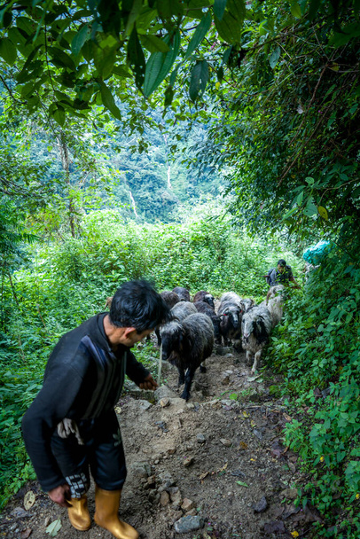 Wieśniak zabierający owce na pastwiska przez pagórkowatą ścieżkę zachodniego Sikkim. - Zdjęcie, obraz