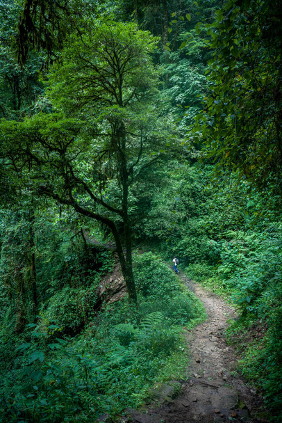 След джунглей Западного Сиккима по маршруту Goechala, Западный Сикким, Индия - Фото, изображение