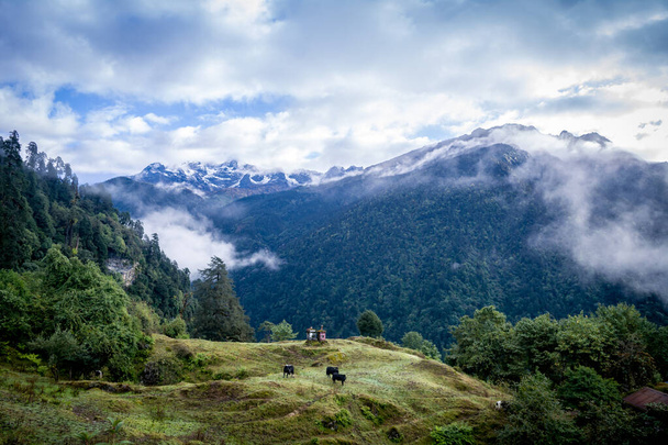 Un beau paysage de Tsokha du Sikkim avec un ciel clair et prairie verte - Photo, image