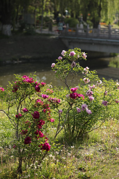 beautiful flowers in the garden - Fotografie, Obrázek