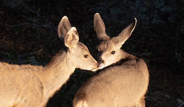 Two Mule Deer Fawns share an affectionate moment. - Photo, Image