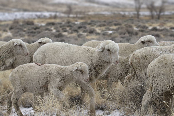 Mandria di pecore Columbia (ovis aries) - Foto, immagini