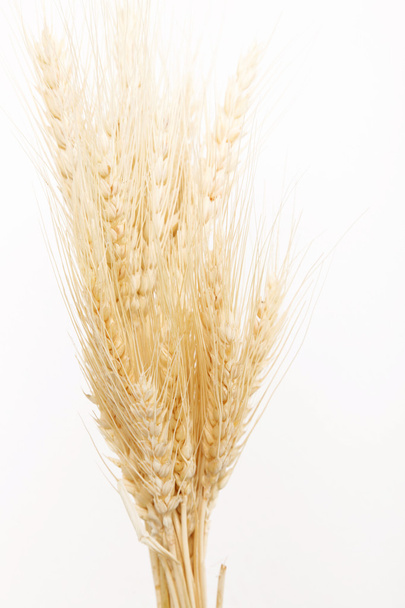 Wheat heads - Fotó, kép
