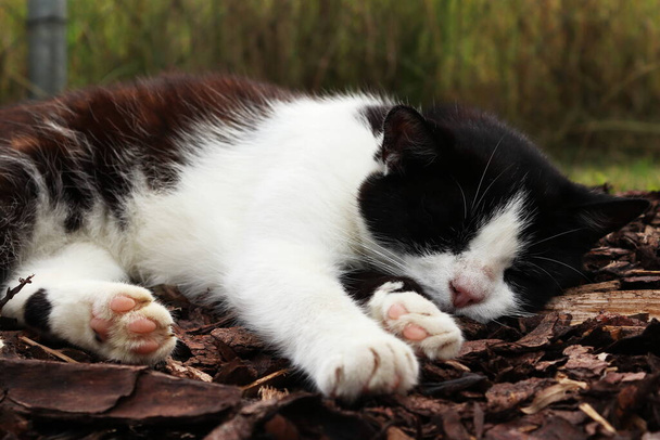 Відпочиваюча кішка в тіні. Сплячий біло-чорний кіт на землі. Розмитий фон
. - Фото, зображення
