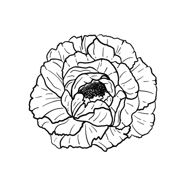 Ручной рисунок пиона цветок изолирован на белом фоне. Декоративные векторные каракули. Концепция цветочных линий  - Вектор,изображение