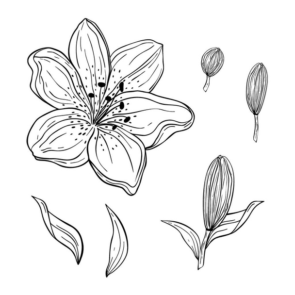 Ręcznie rysowany zestaw lilii kwiat, liście izolowane na białym tle. Dekoracyjny wektor szkic szkicu doodle. Koncepcja sztuki kwiatowej linii - Wektor, obraz