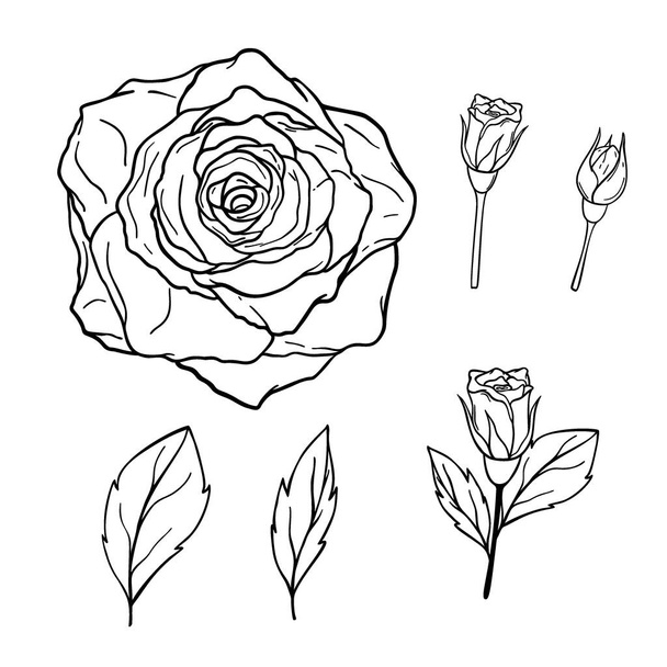 手描きのバラの花のセット、白い背景に孤立した葉。装飾的なベクトルドアのスケッチイラスト。フローラルラインアートのコンセプト - ベクター画像