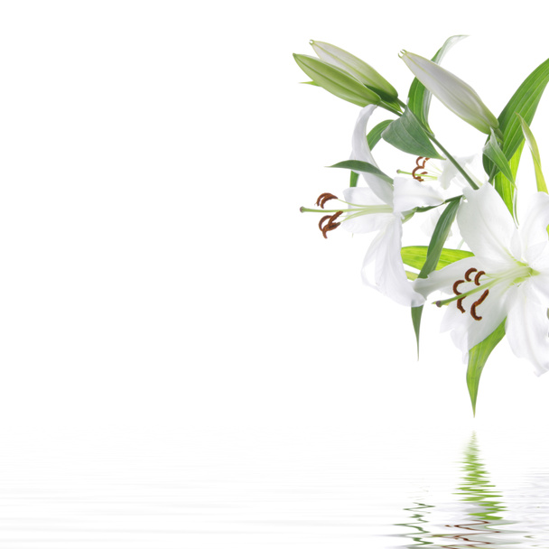 Λευκό λουλούδι lilia - σπα φόντο με σχέδιο - Φωτογραφία, εικόνα