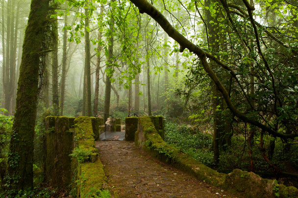 Park a pena kastély, a mesés alley, ködös időjárás, sintra, Portugália - Fotó, kép