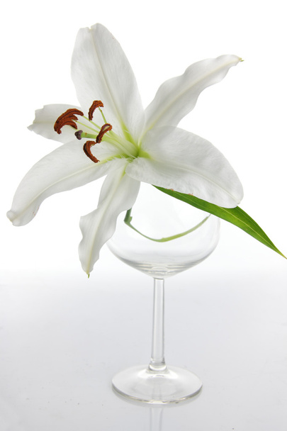 Lilium isolated on white background - Fotoğraf, Görsel