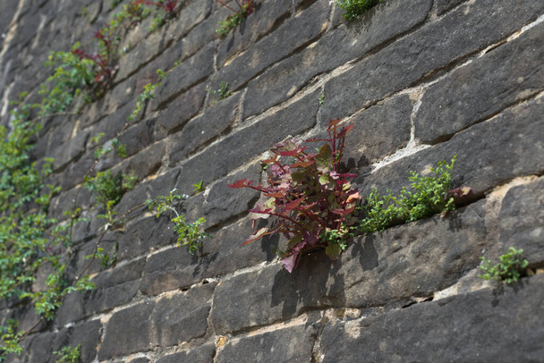 Full frame selective focus image of red and green plants growing from the cracks in a grey wall. Focus on red plant, plants may be seen as weeds. - Photo, Image