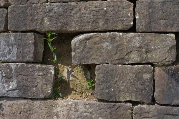 Eine Lücke zwischen großen und klobigen grauen Ziegeln dieser Mauer lässt gerade genug Platz für zwei schlanke grüne Pflanzen wachsen. Sonnenscheinszene. - Foto, Bild