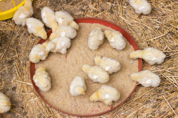 Pollo bebé en una granja de pollos
 - Foto, imagen