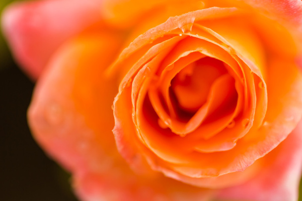 blühende gelbe Rose - Foto, Bild