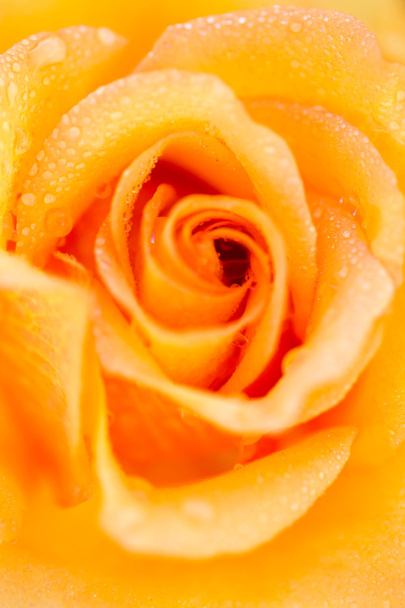 blühende gelbe Rose - Foto, Bild
