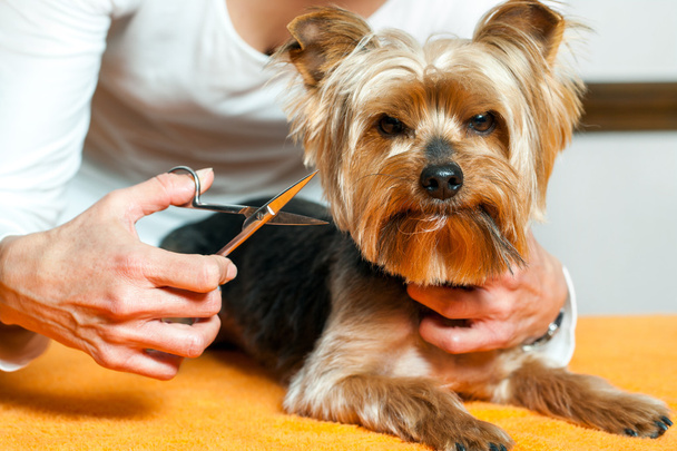 Female hand trimming dogs hair. - Фото, зображення