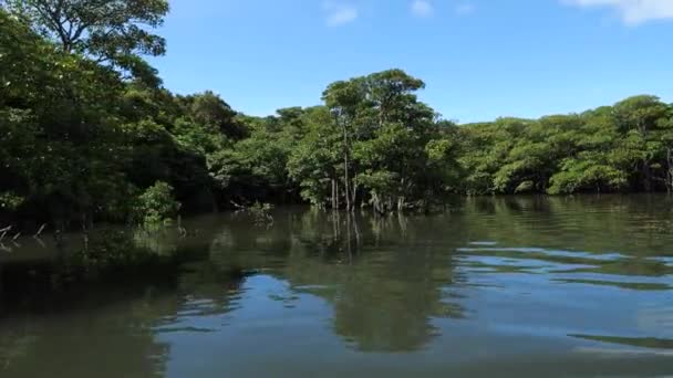 Okinawa, Japan - 13. Juli 2021: Schöner Mangrovenwald entlang des Flusses Nakama auf der Insel Iriomote, Okinawa, Japan - Filmmaterial, Video