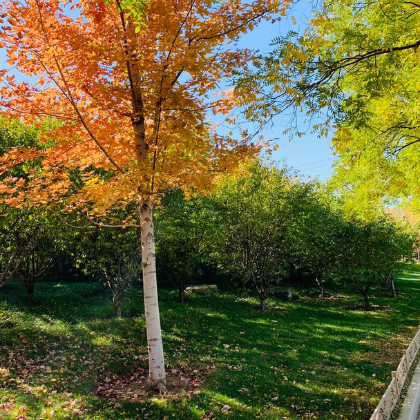 autumn landscape with colorful trees - Foto, Imagen
