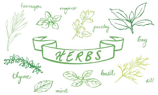 Fresh herbs - Διάνυσμα, εικόνα