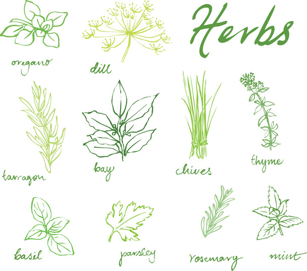 Fresh herbs - Vecteur, image