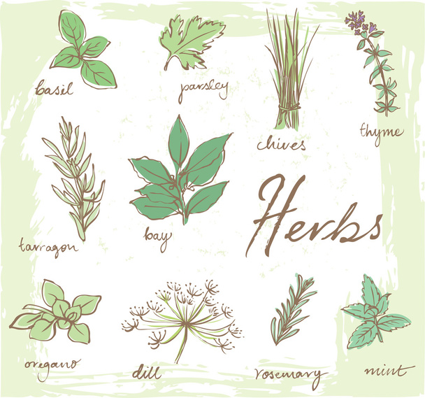 Fresh herbs - Vector, imagen