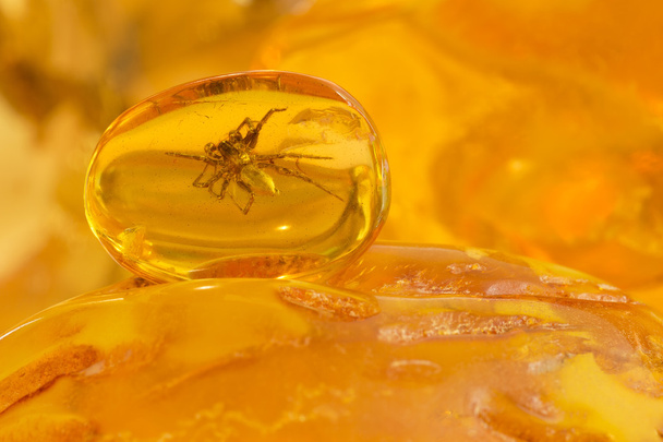 Baltic Amber Spider - Photo, Image