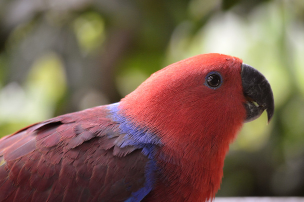 eclectus papegaai - Foto, afbeelding
