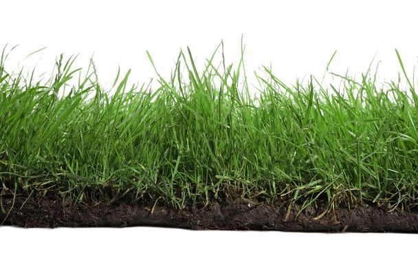 Soil with lush green grass on white background - Foto, afbeelding