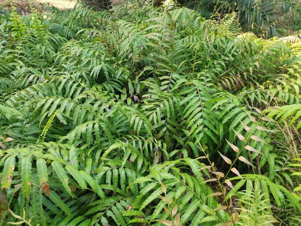 champ de Nephrolepis biserrata sauvage feuilles de fougère schott - Photo, image