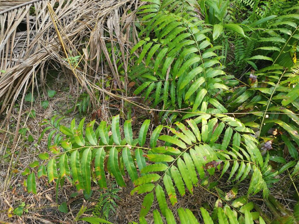 veld van de wilde nefrolepis biserrata schott varens bladeren - Foto, afbeelding
