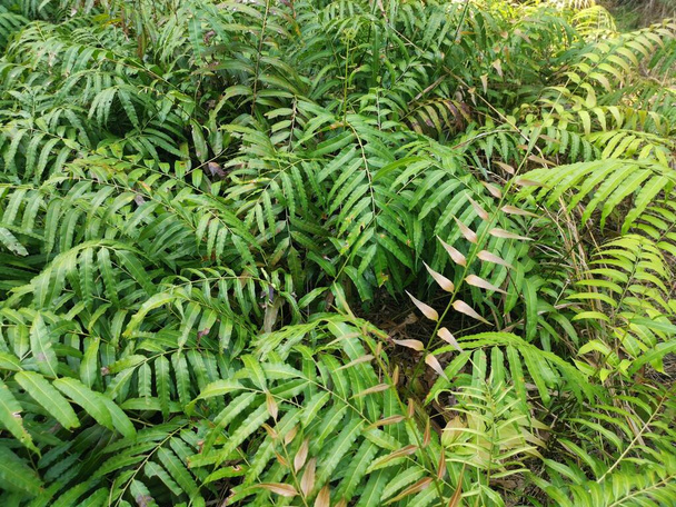campo delle foglie selvatiche di felce nefrolepis biserrata schott - Foto, immagini