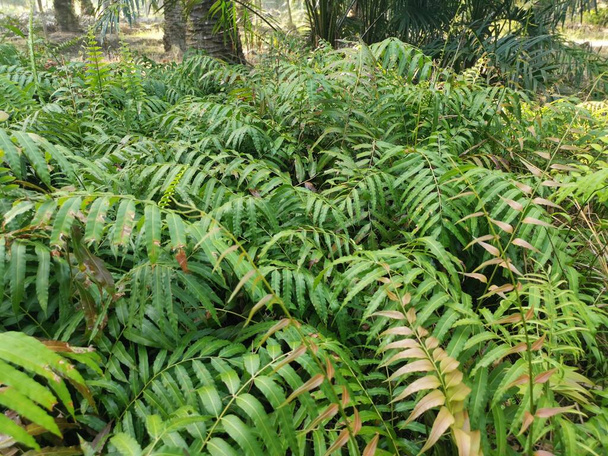 field of the wild nephrolepis biserrata schott fern leaves - Photo, Image