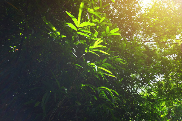 Πράσινο αφήσει κλαδιά στο πίσω φως και όμορφο ηλιακό φως φυσικό στη ζούγκλα και το δάσος - Φωτογραφία, εικόνα