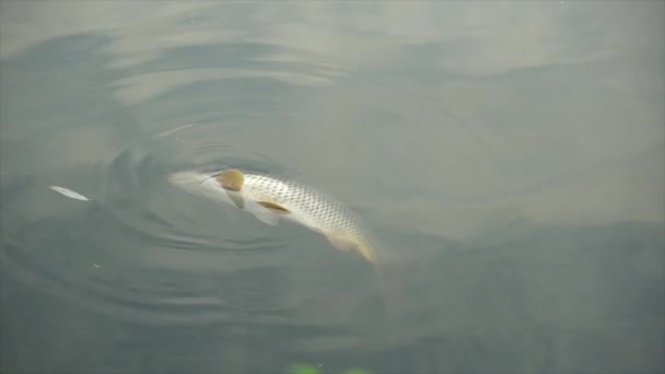 Live fish carp in the pond. Big fish comes to life and swims away - Footage, Video