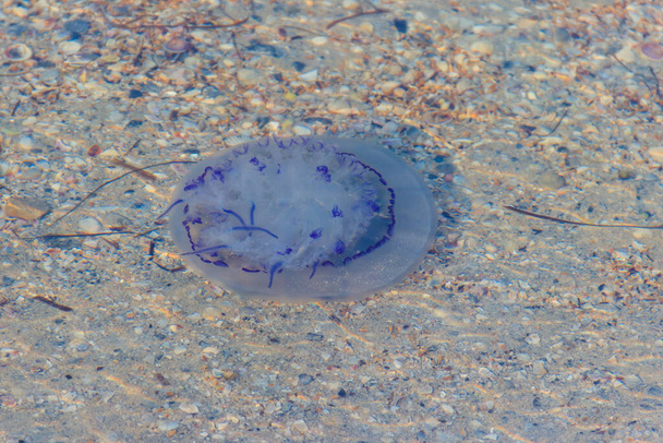 Rhizostoma pulmo, közismert nevén hordós medúza, szemetes medúza vagy fodros szájú medúza, amely a tengerben úszik - Fotó, kép