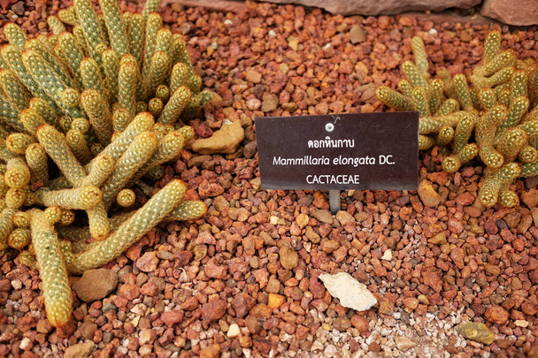 Dřevěná jmenovka Mammillaria Elongata na hnědé pemzy s kaktusovými rostlinami v pouštním parku a šťavnatou zahradou - Fotografie, Obrázek