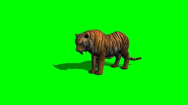 Tigre comer na tela verde
 - Filmagem, Vídeo