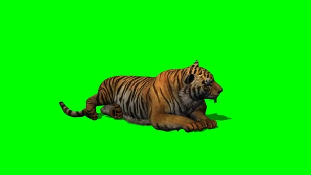 Tigre ocioso na tela verde
 - Filmagem, Vídeo