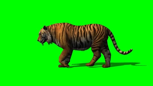 Tiger kävelee vihreällä näytöllä
 - Materiaali, video