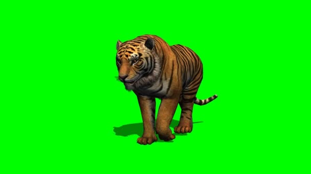 Tiger spaziert auf grünem Bildschirm - Filmmaterial, Video