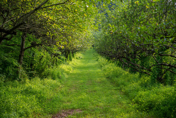 Long grassy lane through rows of fruit trees - Zdjęcie, obraz
