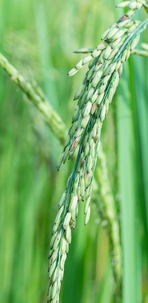 овочеве рисове поле крупним планом
 - Фото, зображення
