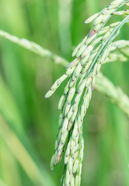 Падди рисовое поле рядом
 - Фото, изображение